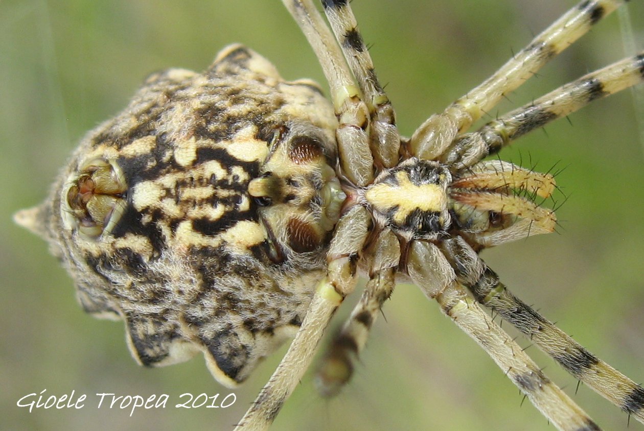 Argiope lobata